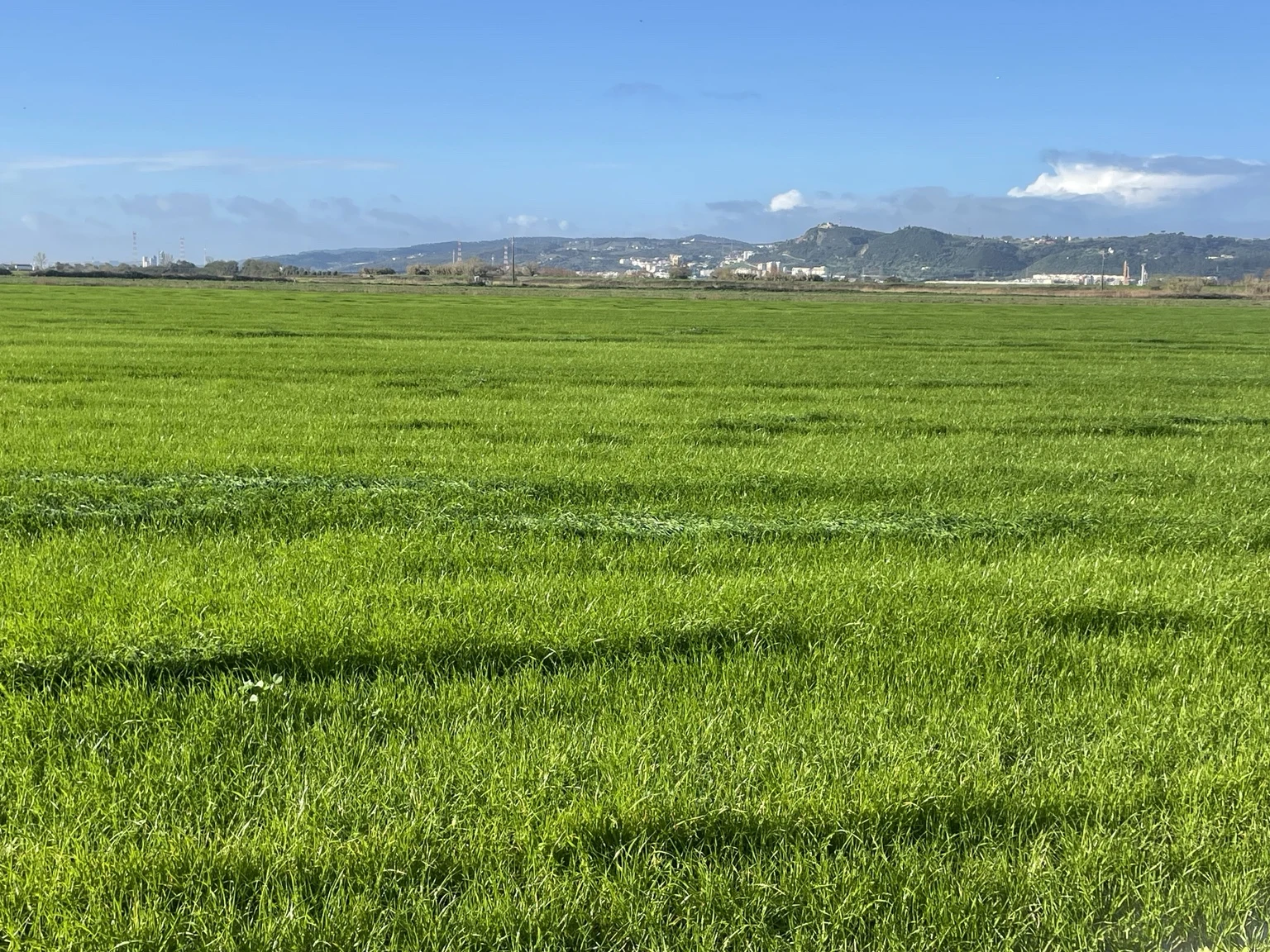 O verde dos campos