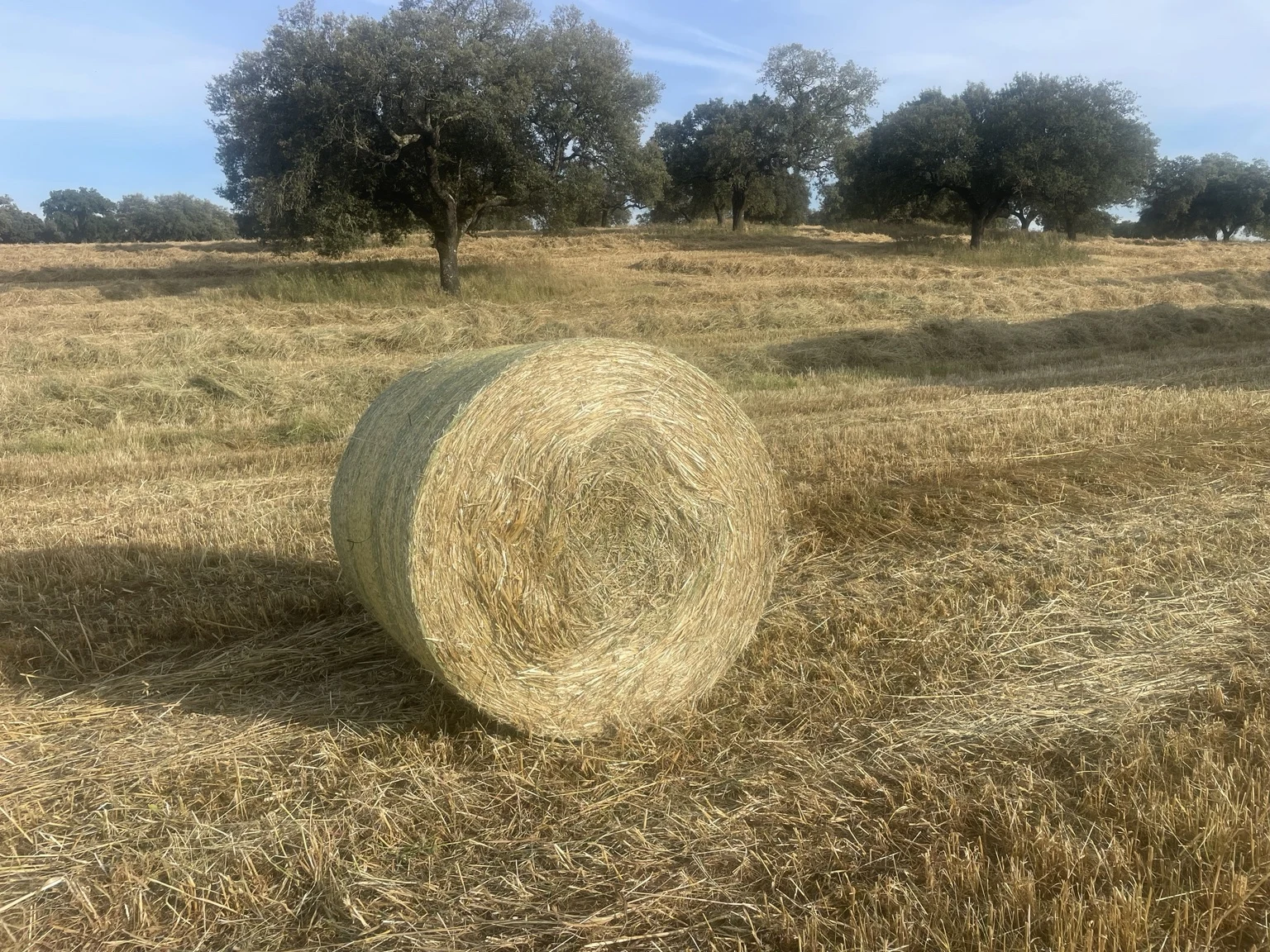 A colheita e o montado