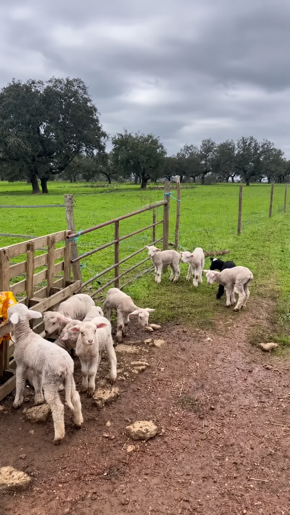 Os mais novos da herdade