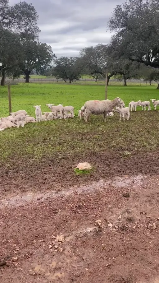 As ovelhas e os seus borregos