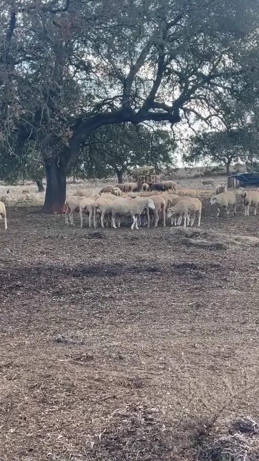 O rebanho à sombra do montado
