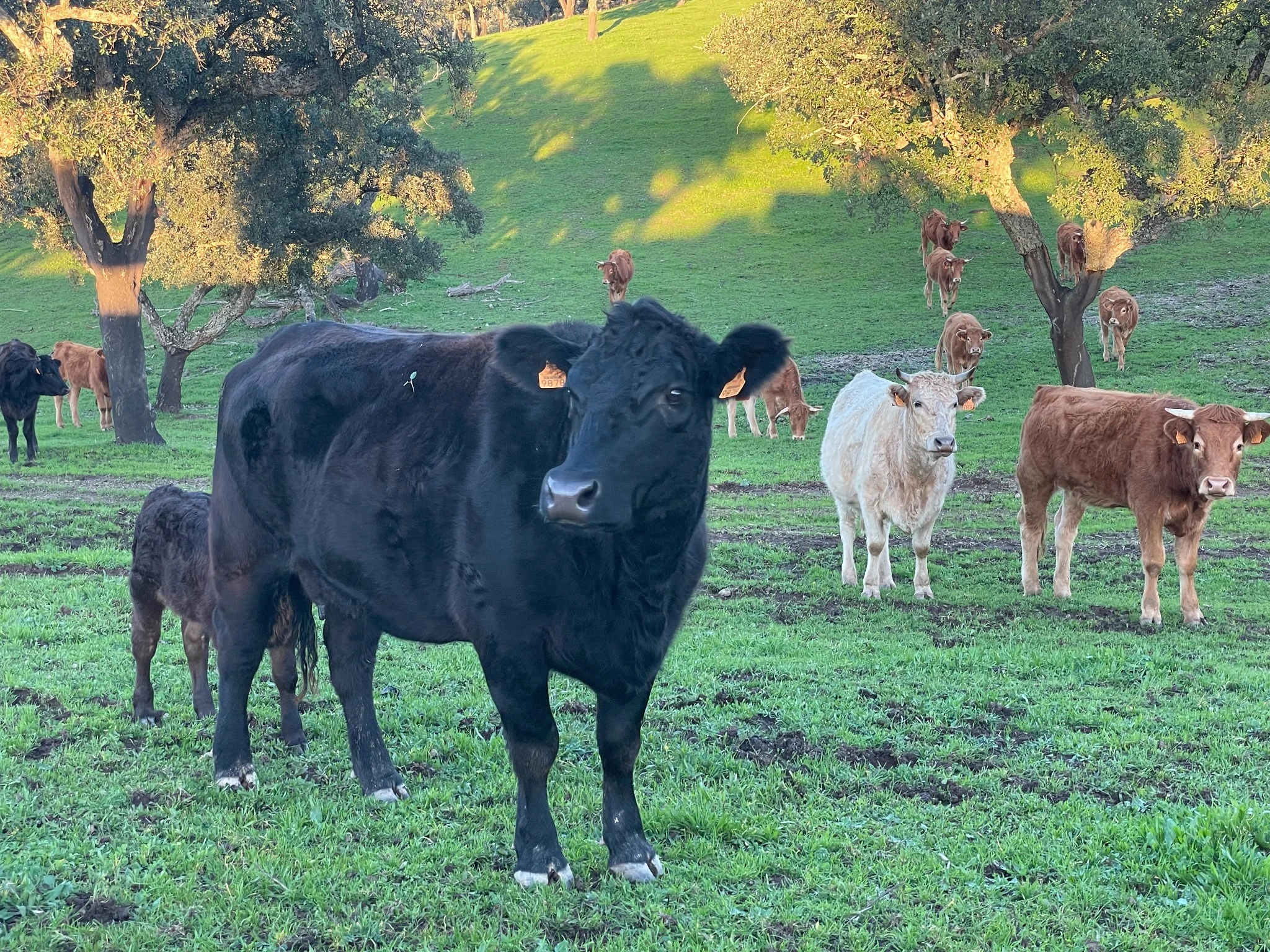 As vacas e os vitelos no montado